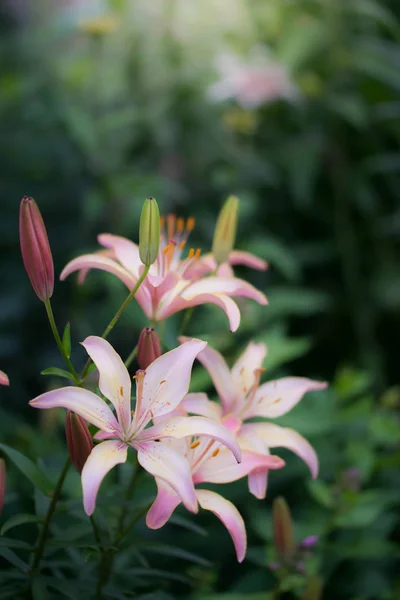 Flores de lirios rosados en el jardín — Foto de Stock