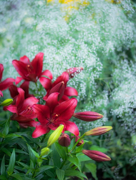 Цветы красных лилий в саду — стоковое фото