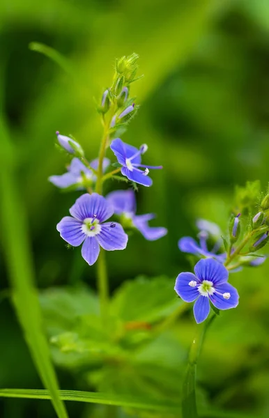 Синие цветы Speedwell крупным планом — стоковое фото