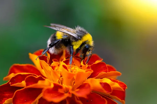 Bee collects flower nectar of marigold — Stock Photo, Image