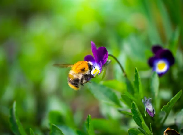 Bin samlar blomnektar av viol — Stockfoto