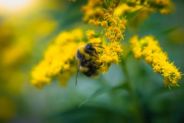 Bumblebee συλλέγει λουλούδι νέκταρ της χρυσόβεργας — Φωτογραφία Αρχείου