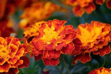 Çiçekli kadife çiçekleri yakın plan.