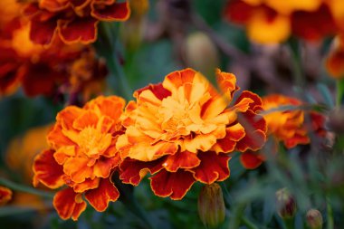 Çiçekli kadife çiçekleri yakın plan.