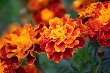 Çiçekli kadife çiçekleri yakın plan.