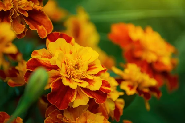 Caléndulas de floración primer plano . — Foto de Stock