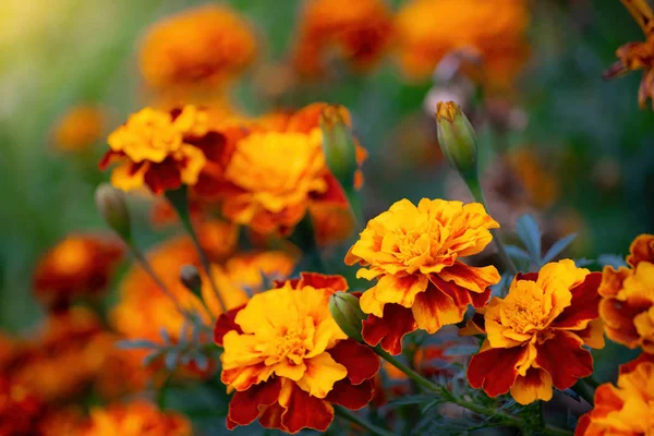 Flowering marigolds close-up. — Stock Photo, Image