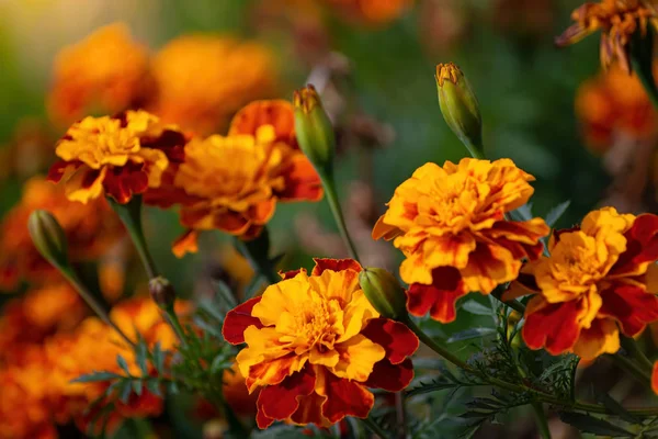 Caléndulas de floración primer plano . — Foto de Stock