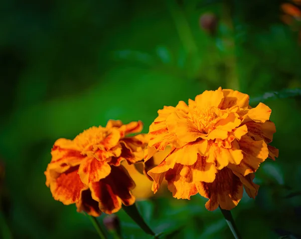 Flowering marigolds close-up. — Stock Photo, Image