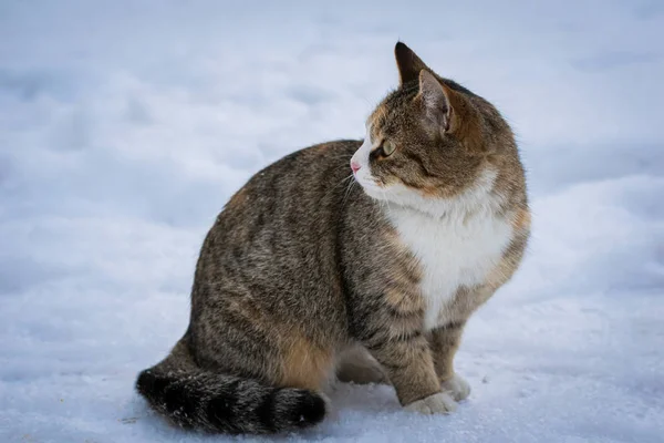 Homeless cat in the snow on a winter day — Stock Photo, Image