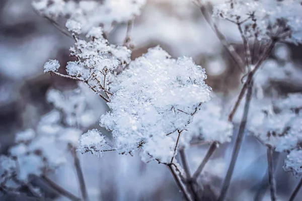 Dry plant covered with snow — Stock Photo, Image