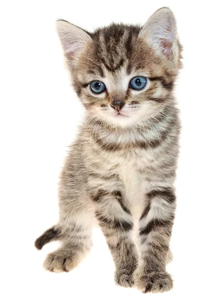 Korthår brindled kattunge kryper smyga — Stockfoto