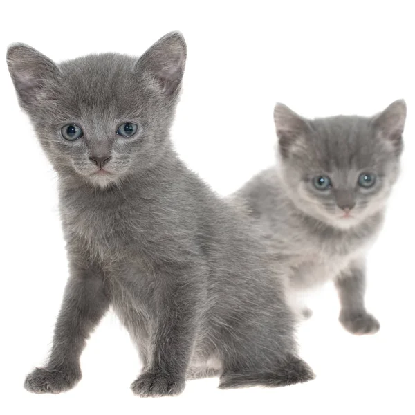 Twee kleine grijze korthaar kitten vergadering geïsoleerd — Stockfoto