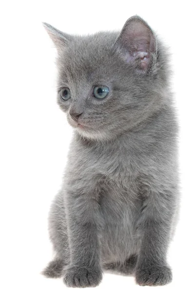 Kleine grijze korthaar kitten vergadering geïsoleerd — Stockfoto