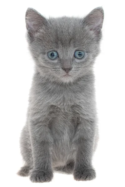 Kleine grijze korthaar kitten vergadering geïsoleerd — Stockfoto