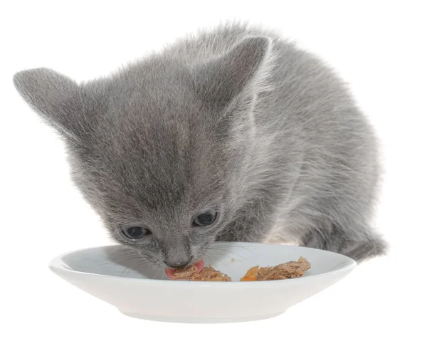 Серый котёнок ест кошачью еду из миски — стоковое фото