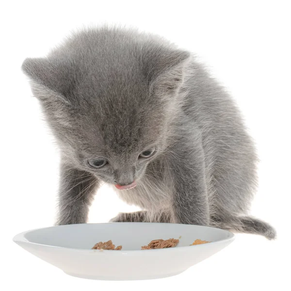 Gray kitten eating cat food from a bowl — Stock Photo, Image