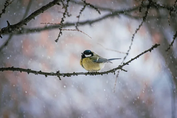 Titmouse w śnieżny zimowy dzień — Zdjęcie stockowe