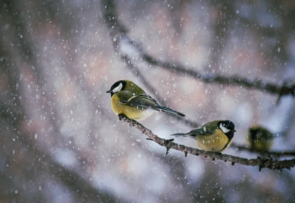 Titmouse on a snowy winter day — Stock Photo, Image