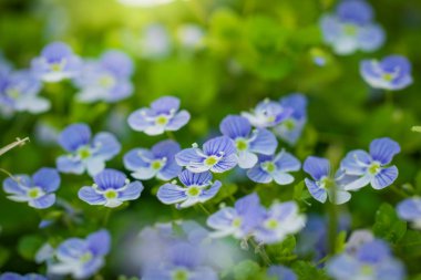 Mavi çiçekler Veronica Speedwell yakın çekim