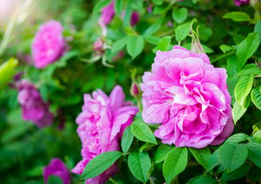 Pembe yabani gül bahar günü çiçek