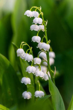 Spring flower lily of the valley close-up clipart