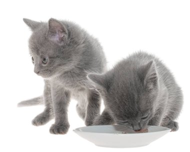 İki yavru kedi yeme kedi maması bir kase gelen gri