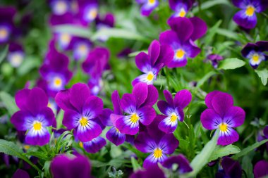 Mor Menekşe çiçek yakın çekim.