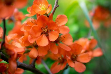 Parlak çiçeklerle çiçek açan Japon ayvası