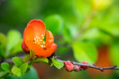 Parlak çiçeklerle çiçek açan Japon ayvası