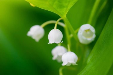 Bahar çiçekleri vadide, yakın plan.