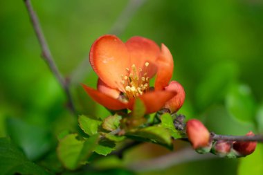 Parlak çiçeklerle çiçek açan Japon ayvası