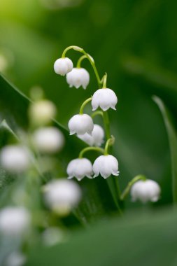 Bahar çiçekleri vadide, yakın plan.