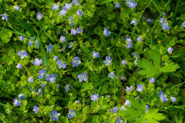 Mavi çiçekler Veronica Speedwell yakın çekim