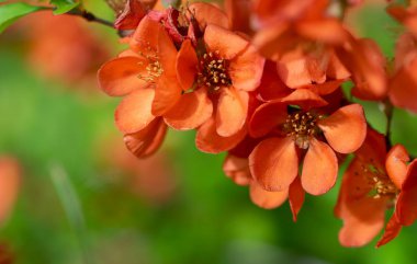 Parlak çiçeklerle çiçek açan Japon ayvası