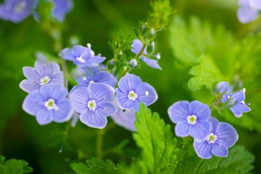 Mavi çiçekler Veronica Speedwell yakın çekim