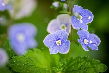 Mavi çiçekler Veronica Speedwell yakın çekim