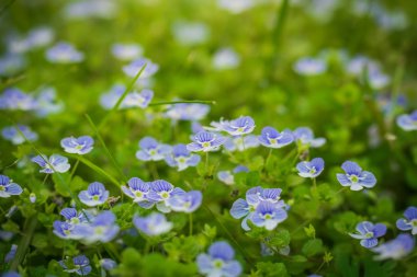 Mavi çiçekler Veronica Speedwell yakın çekim