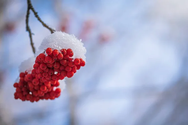 Red berries of mountain ash under the snow. — Stock Photo, Image