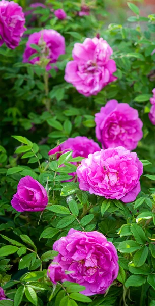 Floraison rose sauvage rose jour de printemps — Photo