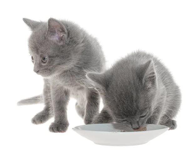 Dois gatinhos cinzentos comendo comida de gato de uma tigela — Fotografia de Stock