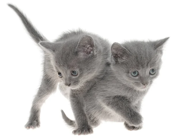 Twee kleine kitten spelen geïsoleerd — Stockfoto