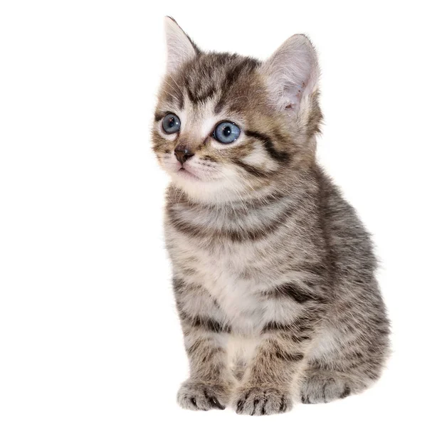 Shorthair brindled kitten sitting isolated — Stock Photo, Image