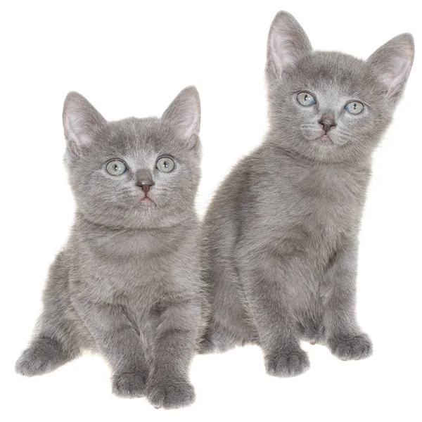 Due piccoli gattini corti grigi seduti isolati — Foto Stock