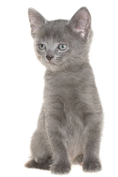 Små grå korthår kattunge sitter isolerad — Stockfoto