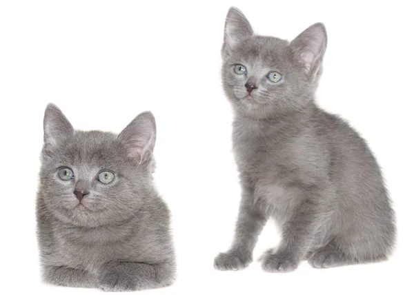 Deux petits chatons shorthair gris assis isolés — Photo