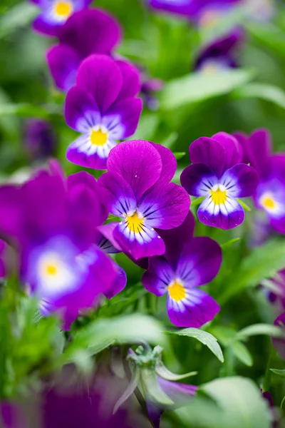 Flores violetas roxas Close-up . — Fotografia de Stock