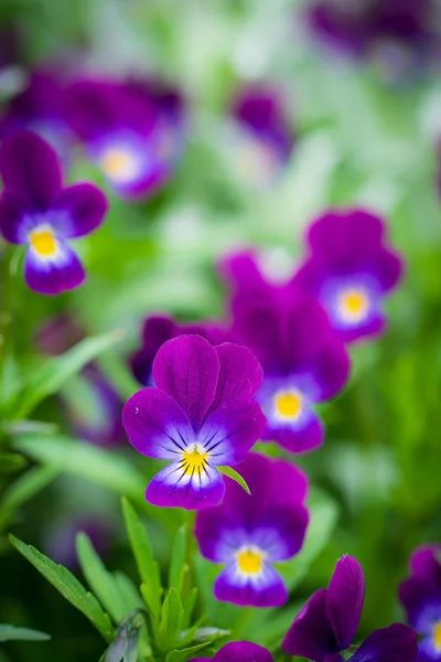 Viola Viola Fiori Primo piano . — Foto Stock