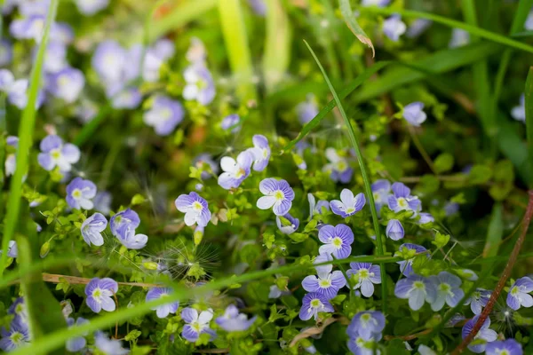 Kék virágok Veronica Speedwell közelkép — Stock Fotó