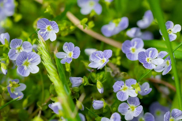 Kék virágok Veronica Speedwell közelkép — Stock Fotó